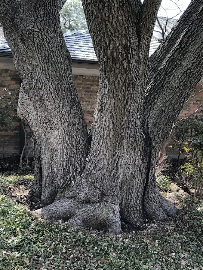 Mature heritage tree close to a Wayside property cared for by certified arborists